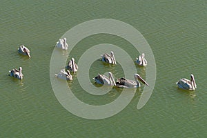 The Republic of Crimea. July 17, 2021. A flock of large pelicans swims in the pond of the Lviv Taigan Park in the city