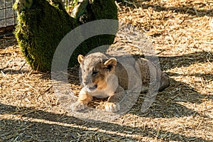 The Republic of Crimea. July 17, 2021. A small lion cub in the aviary of the Lion Taigan Park in the city of Belogorsk.