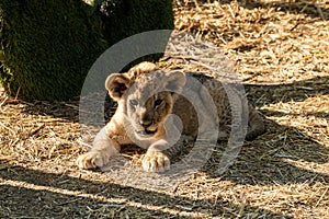 The Republic of Crimea. July 17, 2021. A small lion cub in the aviary of the Lion Taigan Park in the city of Belogorsk.