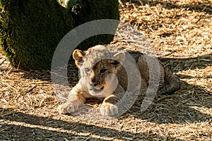 The Republic of Crimea. July 17, 2021. A small lion cub in the aviary of the Lion Taigan Park in the city of Belogorsk