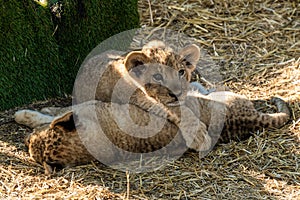 The Republic of Crimea. July 17, 2021. Small lion cubs in the aviary of the Lion Taigan Park in the city of Belogorsk.