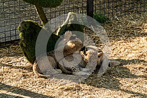 The Republic of Crimea. July 17, 2021. Small lion cubs in the aviary of the Lion Taigan Park in the city of Belogorsk