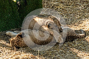 The Republic of Crimea. July 17, 2021. Small lion cubs in the aviary of the Lion Taigan Park in the city of Belogorsk.