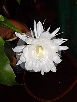 Rere flower of brahma kamal flower its life is one night photo