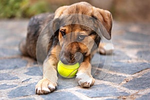 Rescue Adoption Dog with Sad Look and tennis ball