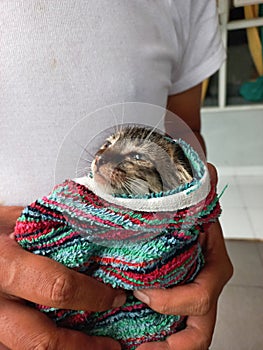 rescue of cold kittens