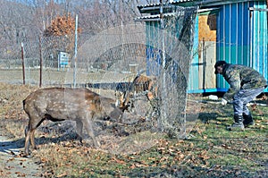 Rescue of deer 1