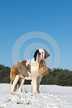 Rescue dog with barrel