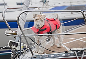 Rescue dog on the bow of the shiprescue dog in a vest on the bow of the ship in Denmark
