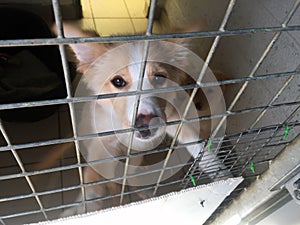 Rescue Dog in a cage