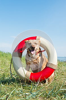 Rescue dog at the coast