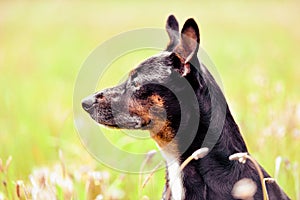 Rescue dog - cute black mongrel sitting on a grass, sunny morning meadow