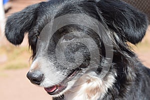 Rescue dog in Cuzco, Peru