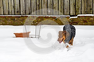 Rescue dog, Doberman mix, enjoying running around in the snow wearing a dog coat