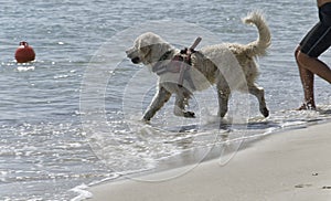 Rescue dog entering in the sea