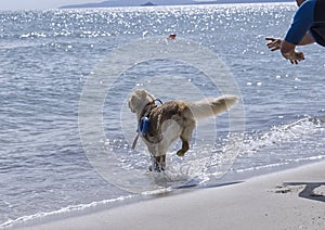 Rescue dog follows the instructions