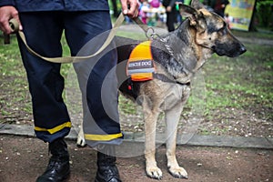 Rescue dog German Shepherd with a rescuer in the street