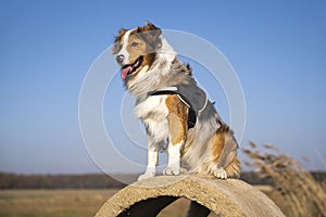Rescue dog in a harness sitting on a concrete ring and waiting for some action