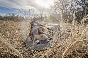 Rescue dog Hobbs on a texas ranch.