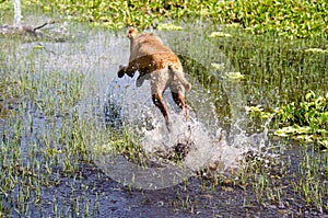 Rescue dog jumping in water after heavy rain