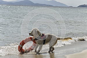 Rescue dog with lifebelt