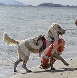 Rescue dog with lifebuoy
