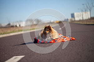 Rescue dog is lying on a red medic jacket