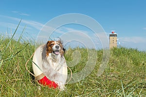 Rescue dog in nature