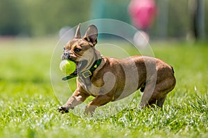 Rescue dog playing with a yellow ball in its mouth a field