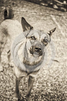 Rescue dog portait, shot on black and white film