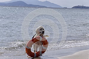 Rescue dog with preserver