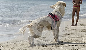 Rescue dog ready to dive