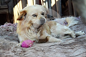 A rescue dog in a shelter in Cuzco, Peru