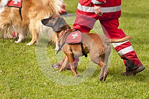 Rescue Dog Squadron