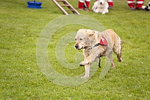 Rescue Dog Squadron