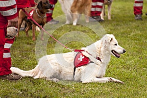 Rescue Dog Squadron photo