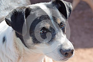 A rescue dog from the streets of Cuzco, Peru