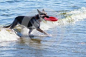 Rescue dog in training. The instructor throws the dog a small ring simulating a lifeline