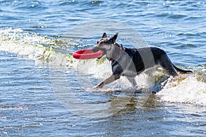 Rescue dog in training. The instructor throws the dog a small ring simulating a lifeline