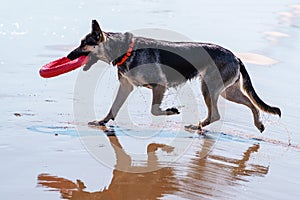 Rescue dog in training. The instructor throws the dog a small ring simulating a lifeline