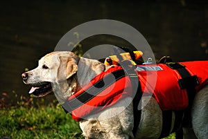 Rescue dog waiting