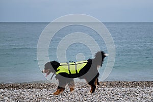 Rescue dog walks along the beach and carefully monitors order and safety. Bernese mountain dog in bright green life jacket at sea