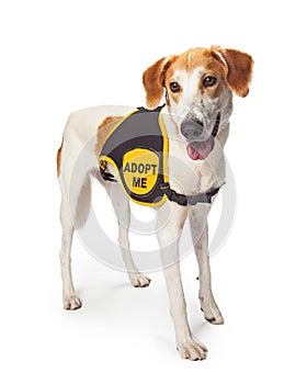 Rescue Dog Wearing Adopt Me Vest