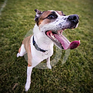 Rescue dog - wide angle