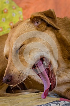 Rescue dog yawning.