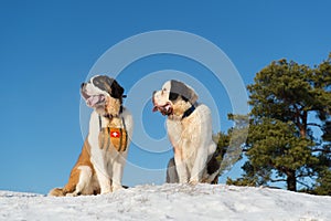 Rescue dogs with barrel