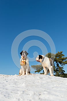 Rescue dogs with barrel