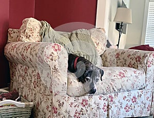 Rescue girl dog watching her person