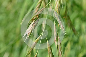 Rescue grass ( Bromus catharticus ) spikelet. Poaceae perennial weed. photo