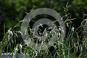 Rescue grass ( Bromus catharticus ) spikelet. Poaceae perennial weed. photo